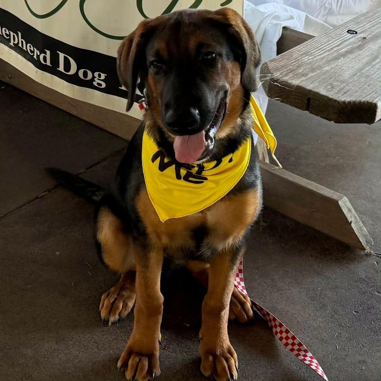 Enlarge Lewis, a Adoptable mixed breed in Chesterfield, MO image 3/6
