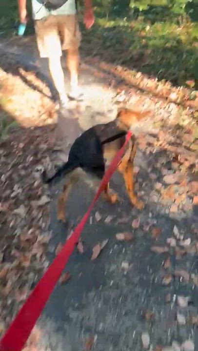 Enlarge Lewis, a Adoptable mixed breed in Chesterfield, MO video 5/6