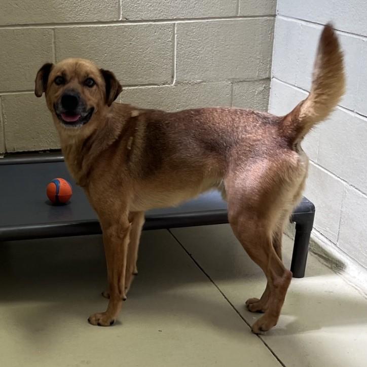 Dex, adopted, Adult Male German Shepherd Dog & Husky.