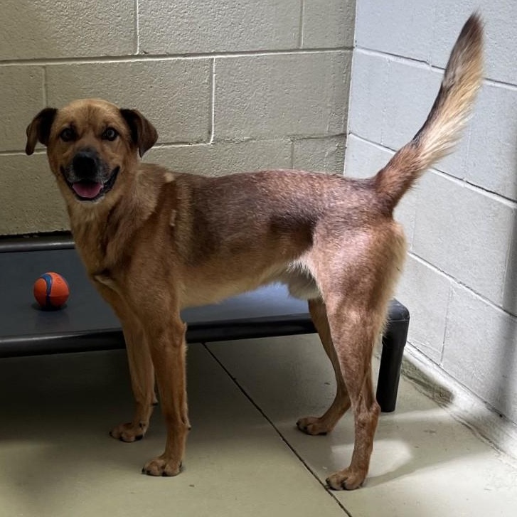 Dex, an adopted mixed breed in Clarksville, VA image 6/6
