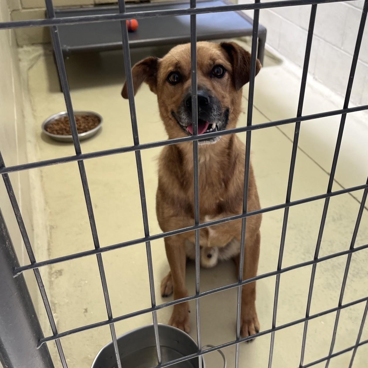Dex, an adopted mixed breed in Clarksville, VA image 2/6