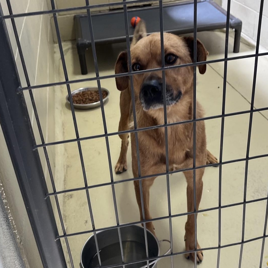 Dex, an adopted mixed breed in Clarksville, VA image 4/6
