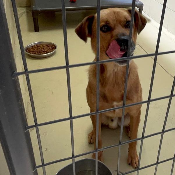 Dex, an adopted mixed breed in Clarksville, VA image 5/6