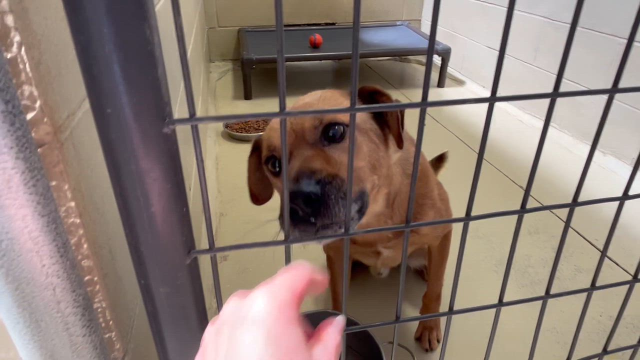 Enlarge Dex, an adopted mixed breed in Clarksville, VA video 3/6