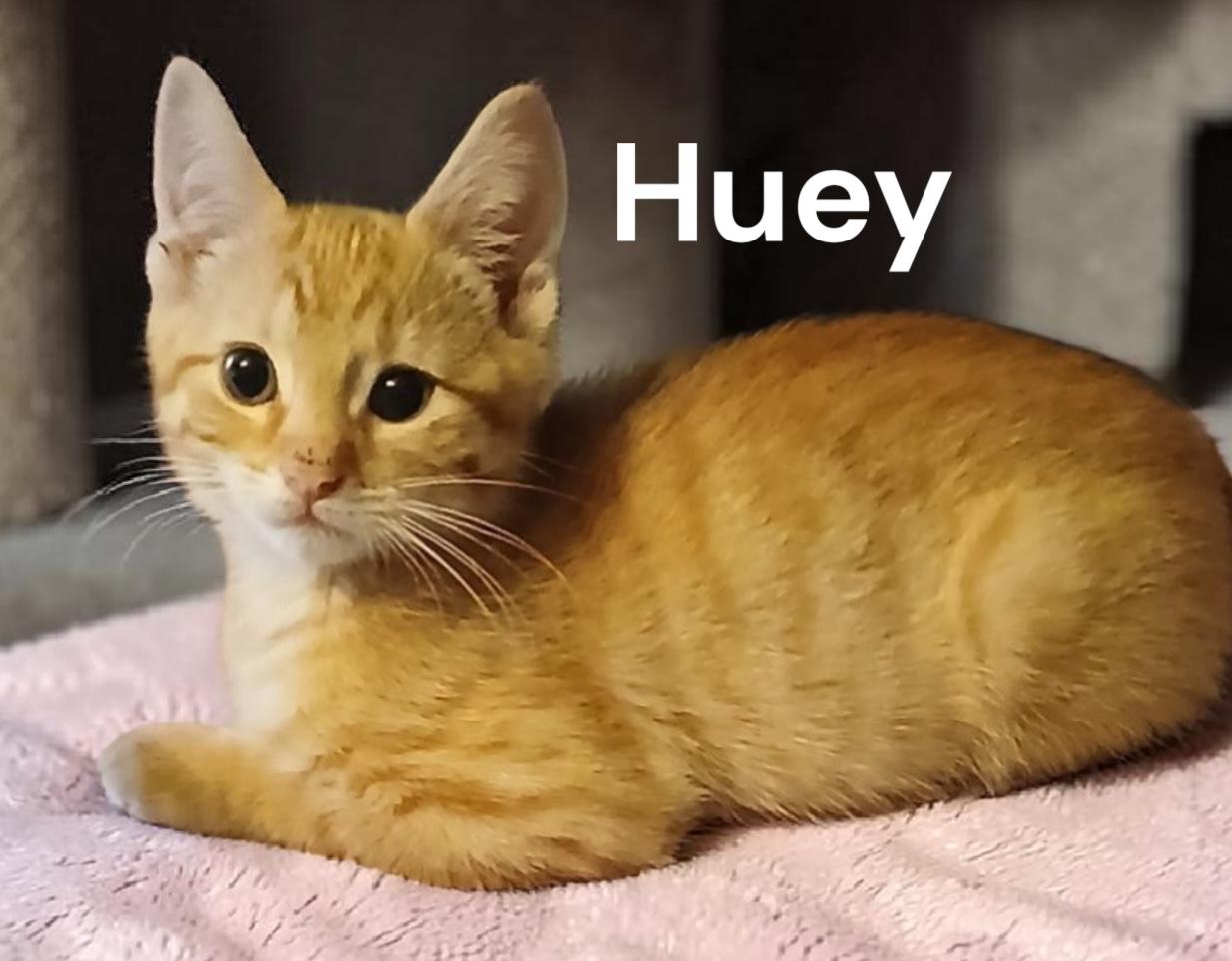 Huey, a Adoptable Tabby in Chesapeake, VA image 1/2
