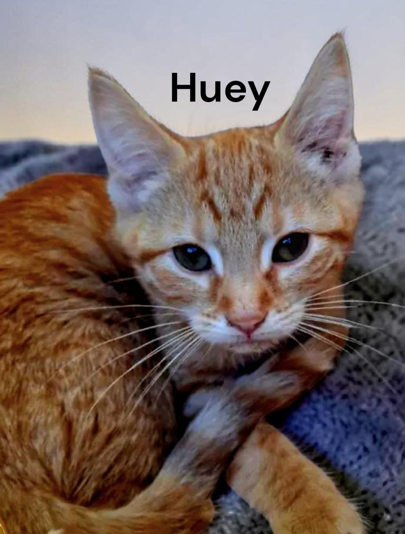 Huey, a Adoptable Tabby in Chesapeake, VA image 2/2