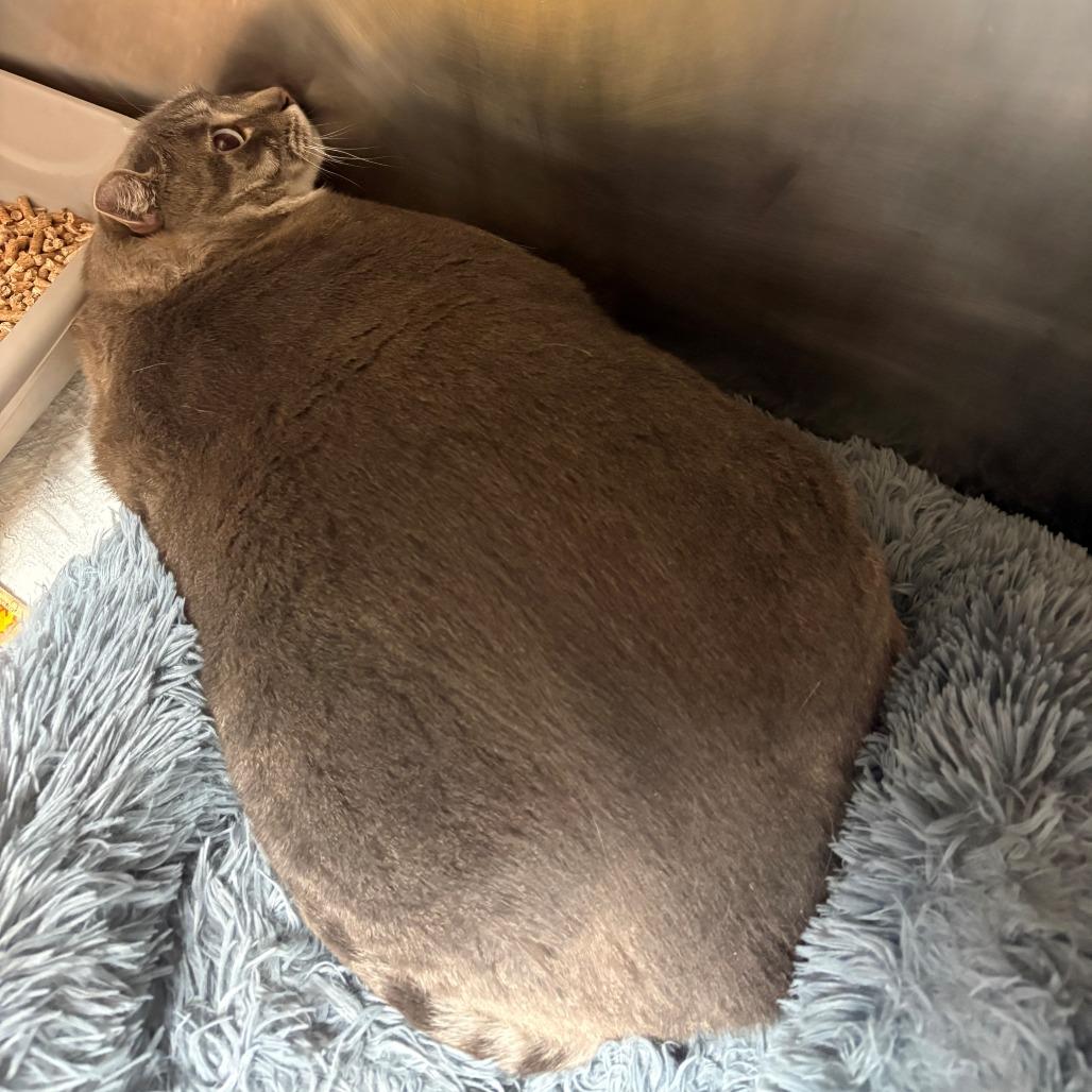 Piggy, Adoptable, Adult Male Domestic Short Hair.