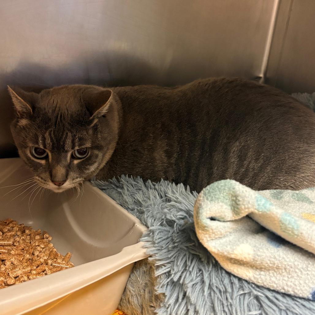 Enlarge Piggy, a Adoptable Domestic Short Hair in Chehalis, WA image 2/2