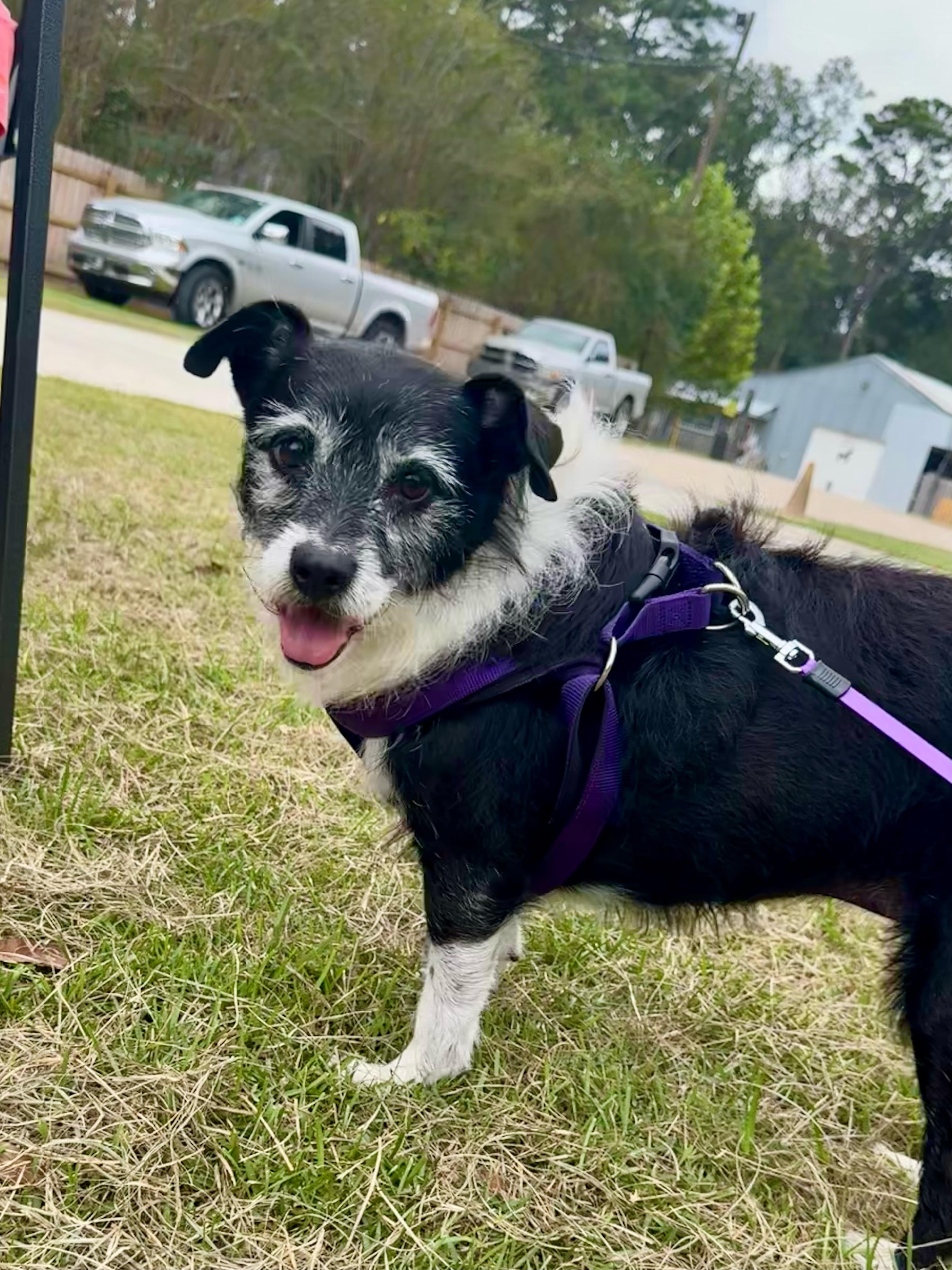 Little Bit, Adoptable, Adult Female Wirehaired Terrier.