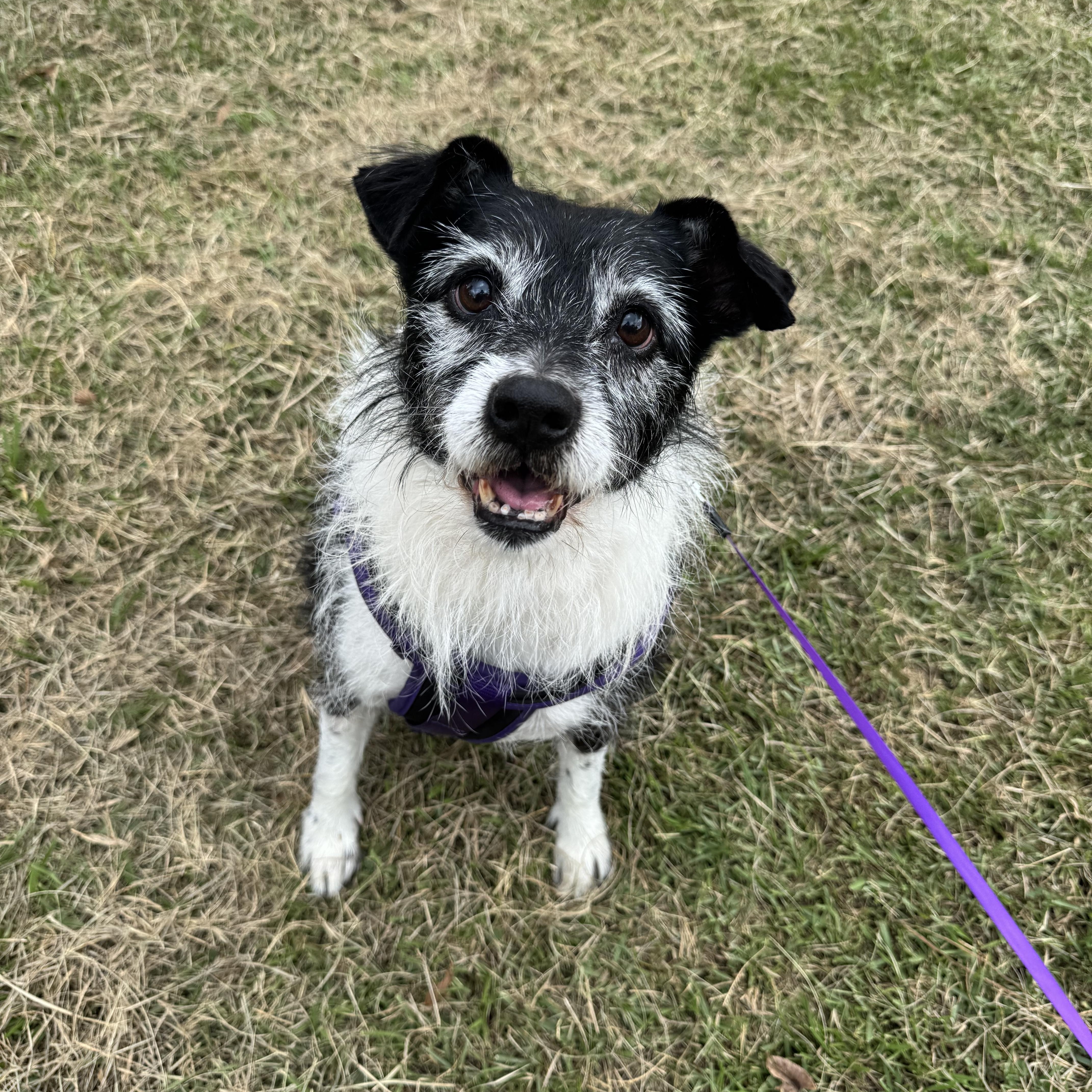 Little Bit, a Adoptable mixed breed in Baton Rouge, LA image 2/5