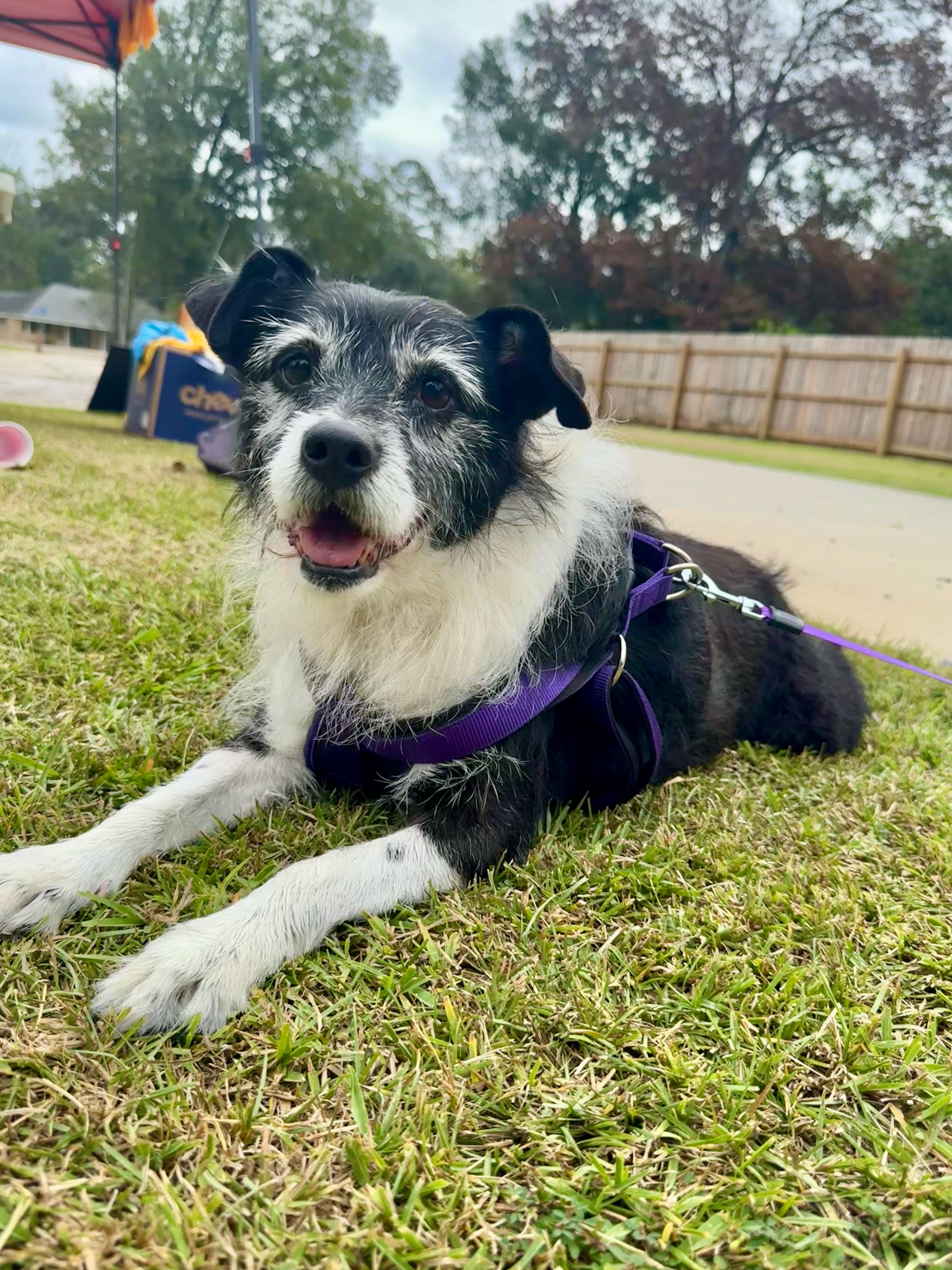 Little Bit, a Adoptable mixed breed in Baton Rouge, LA image 3/5