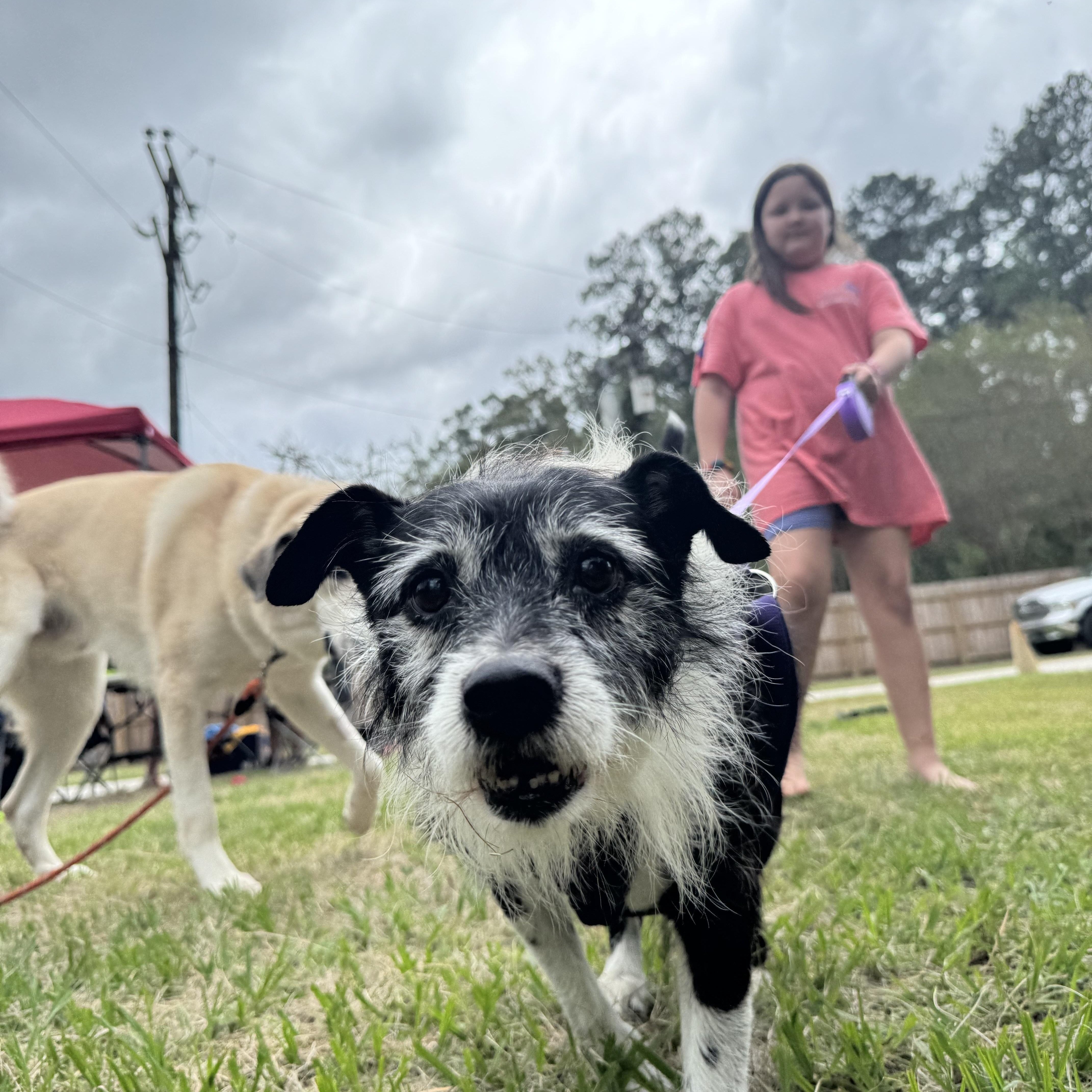 Little Bit, a Adoptable mixed breed in Baton Rouge, LA image 4/5