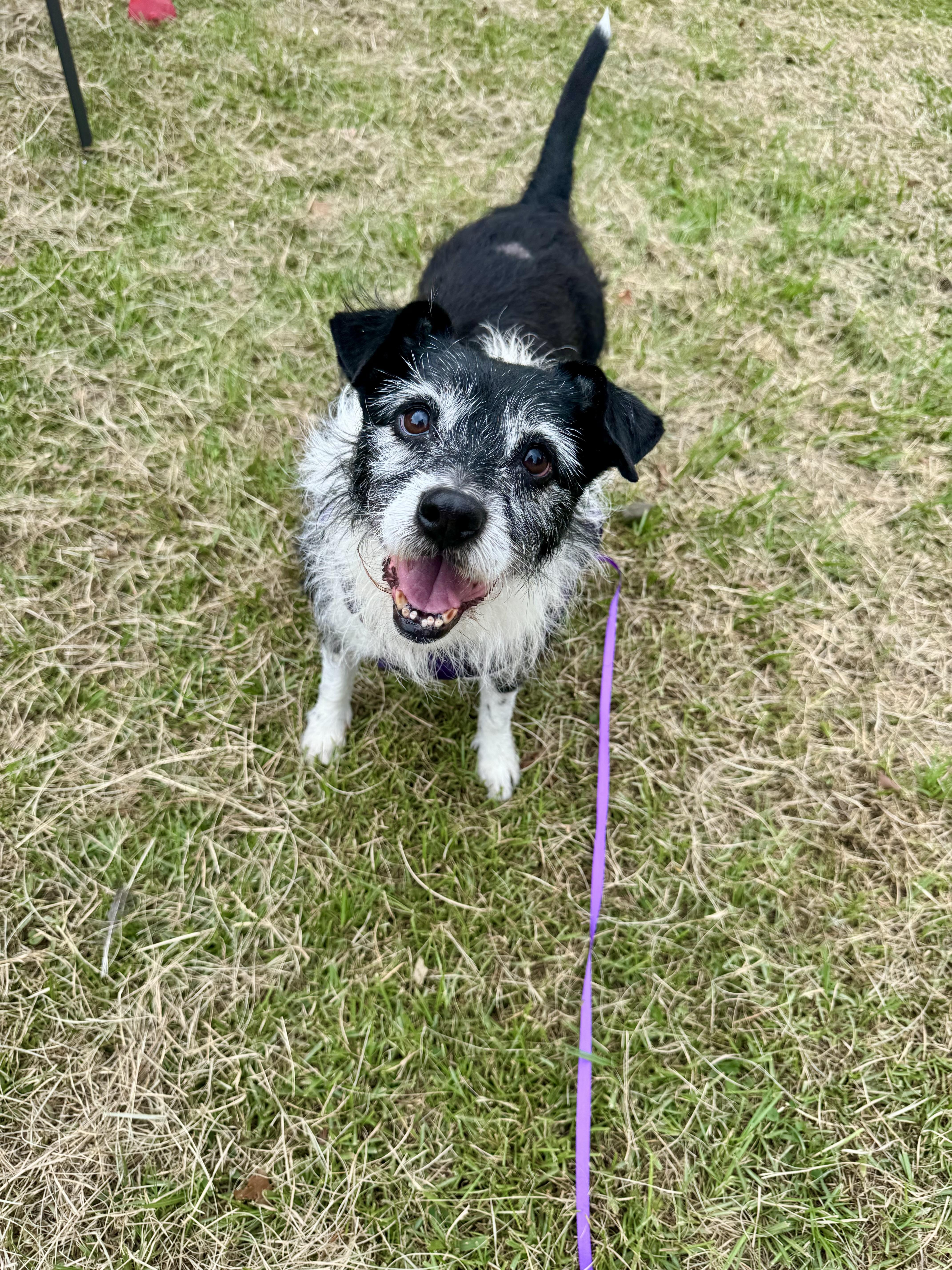 Little Bit, a Adoptable mixed breed in Baton Rouge, LA image 5/5