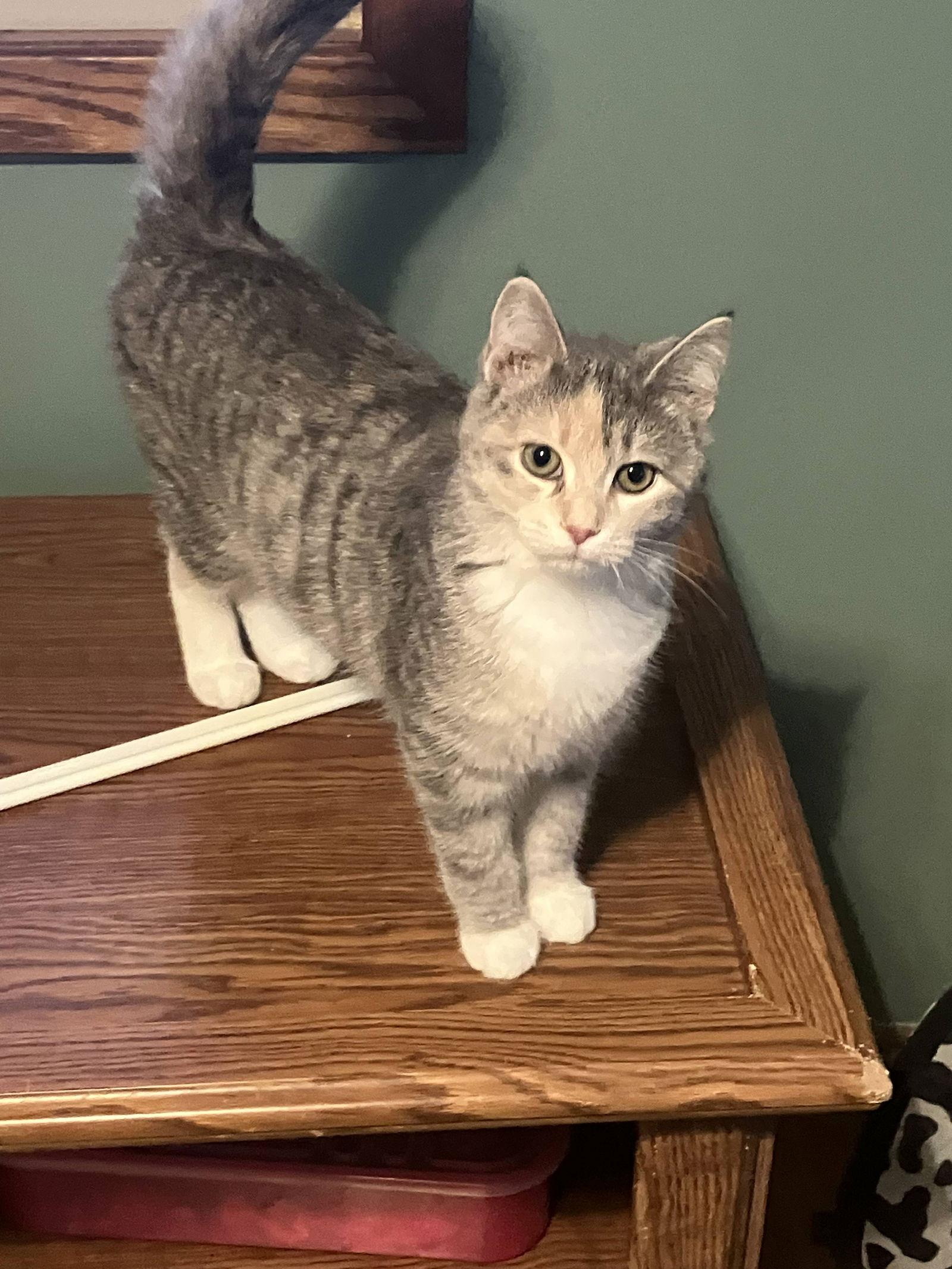 Mara — thumbnail 2