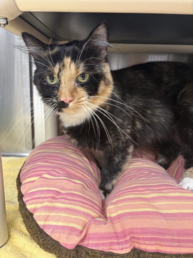 Scootsie, Adoptable, Adult Female Domestic Short Hair.