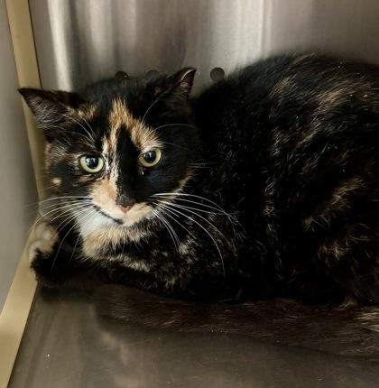 Jellyroll, Adoptable, Young Female Domestic Short Hair & Domestic Short Hair.