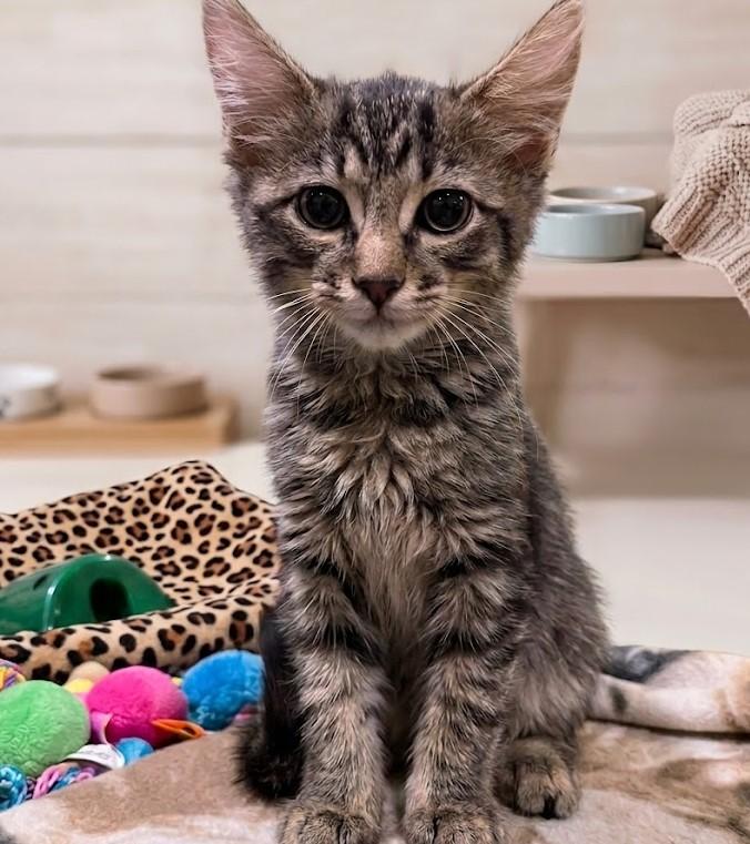 Robert 9544, Adopted, Kitten Male Maine Coon.