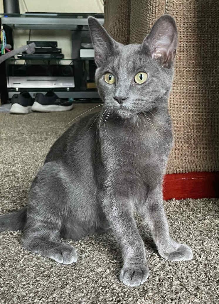 Bronco, Adoptable, Young Female Tabby & Russian Blue.
