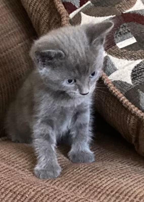 Bronco, Adoptable, Young Female Tabby & Russian Blue.