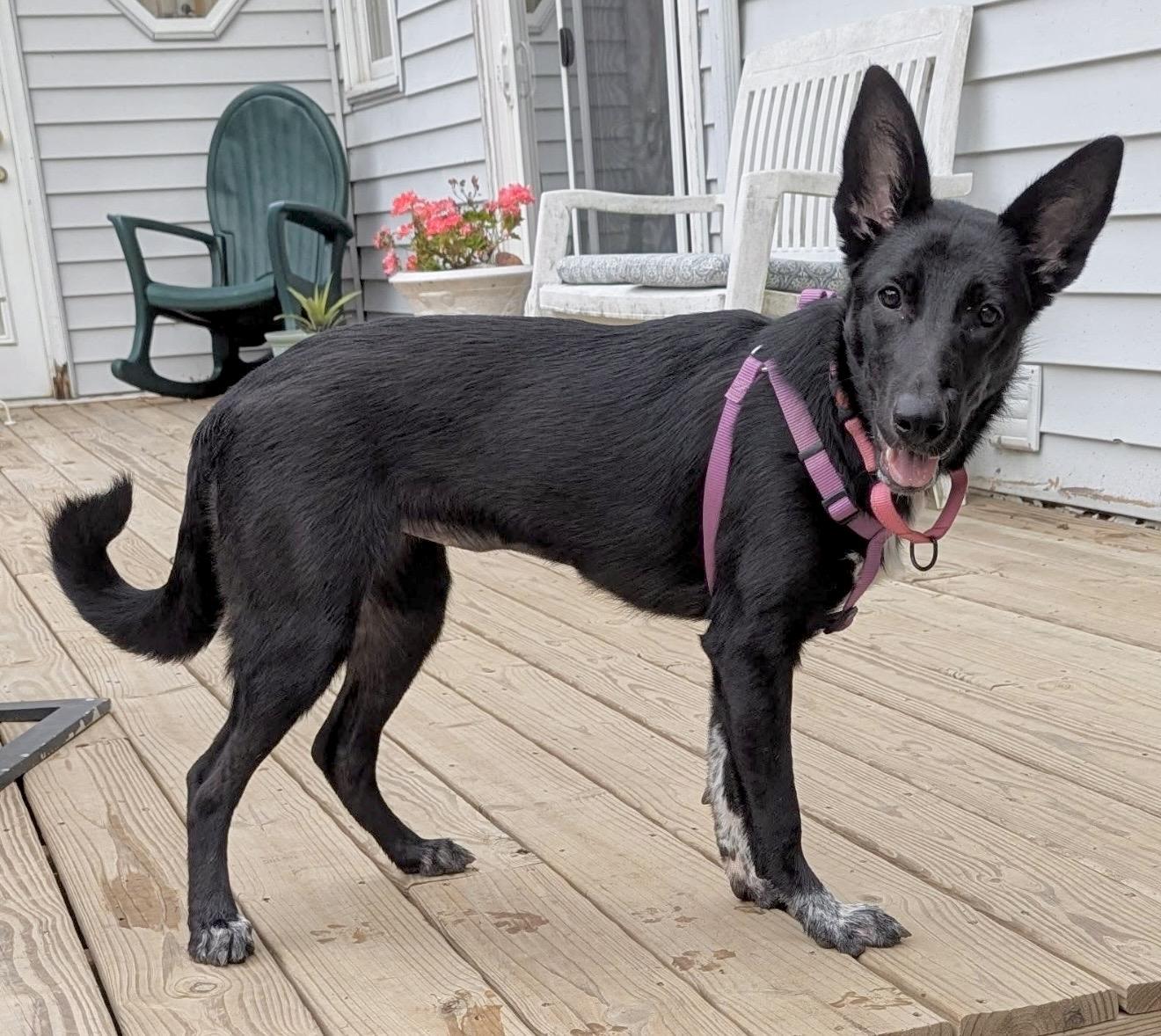 Enlarge Shelby, a Adoptable mixed breed in Elkton, MD image 2/6