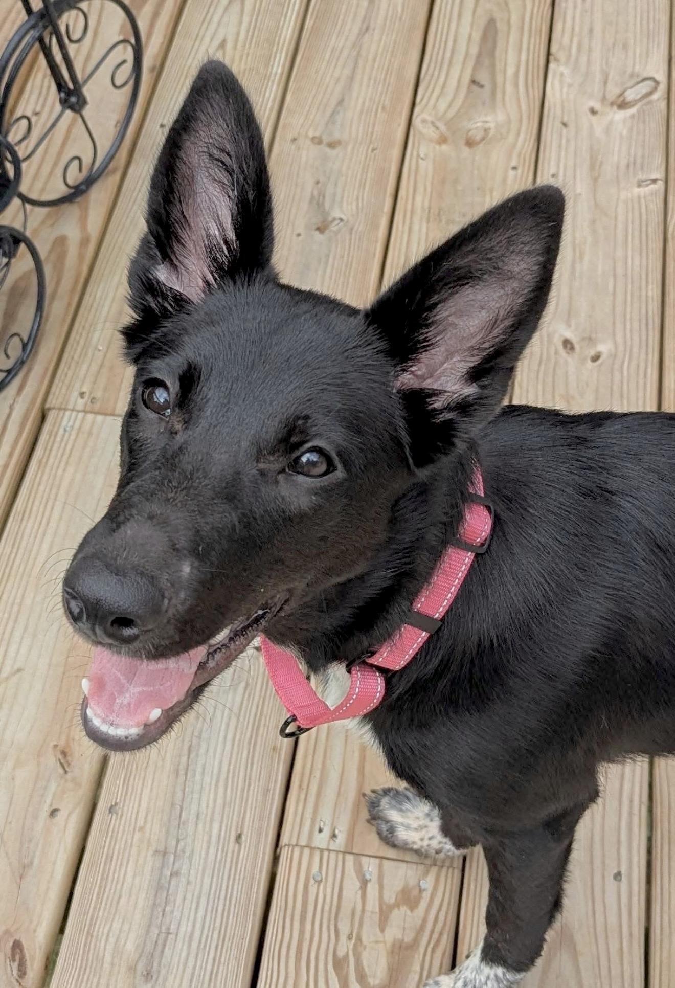 Shelby, Adoptable, Puppy Female Australian Cattle Dog / Blue Heeler.