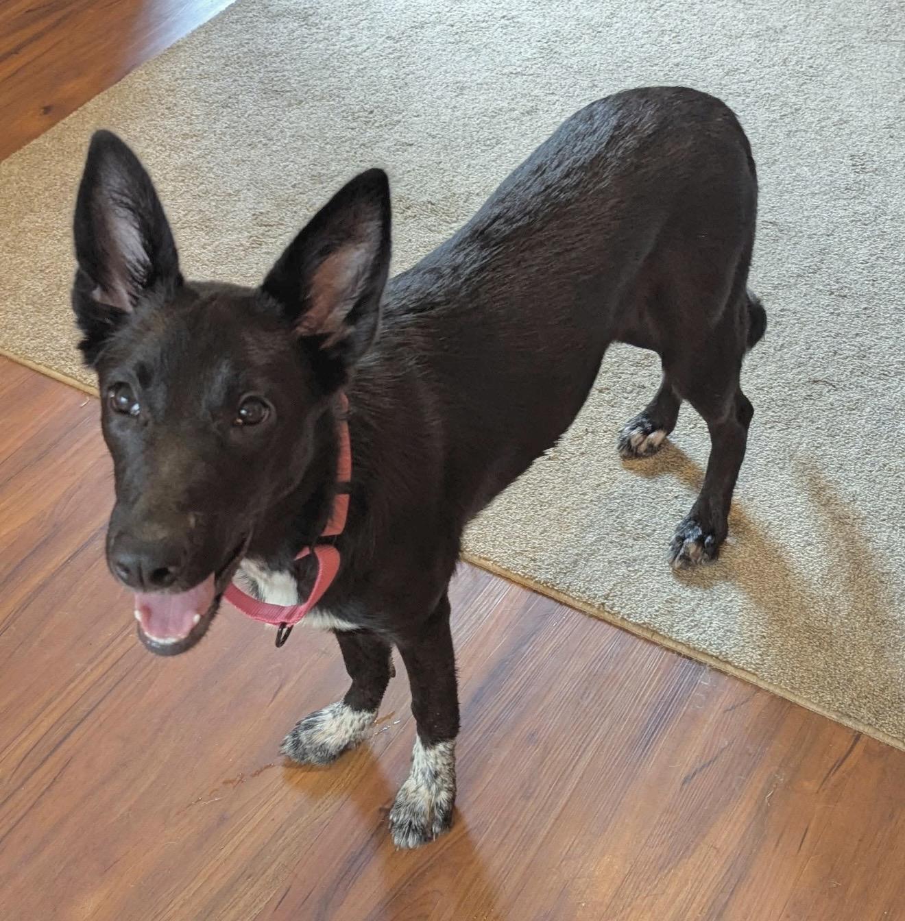 Enlarge Shelby, a Adoptable mixed breed in Elkton, MD image 4/6