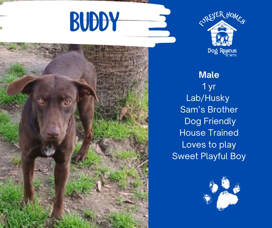 Buddy, Adoptable, Puppy Male Labrador Retriever & Husky.