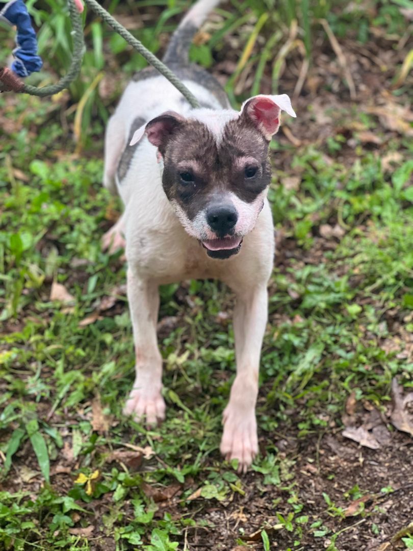 Enlarge Jupiter, a Adoptable Pit Bull Terrier in Clarksville, TN image 12/15
