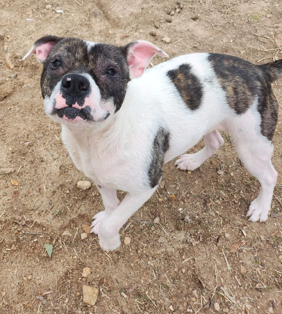 Jupiter, Adoptable, Adult Female Pit Bull Terrier.