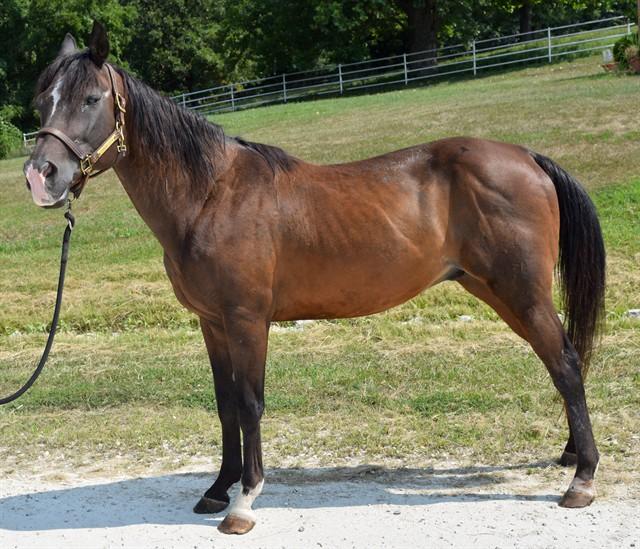 AVARIC, Adoptable, Senior Male Quarterhorse.