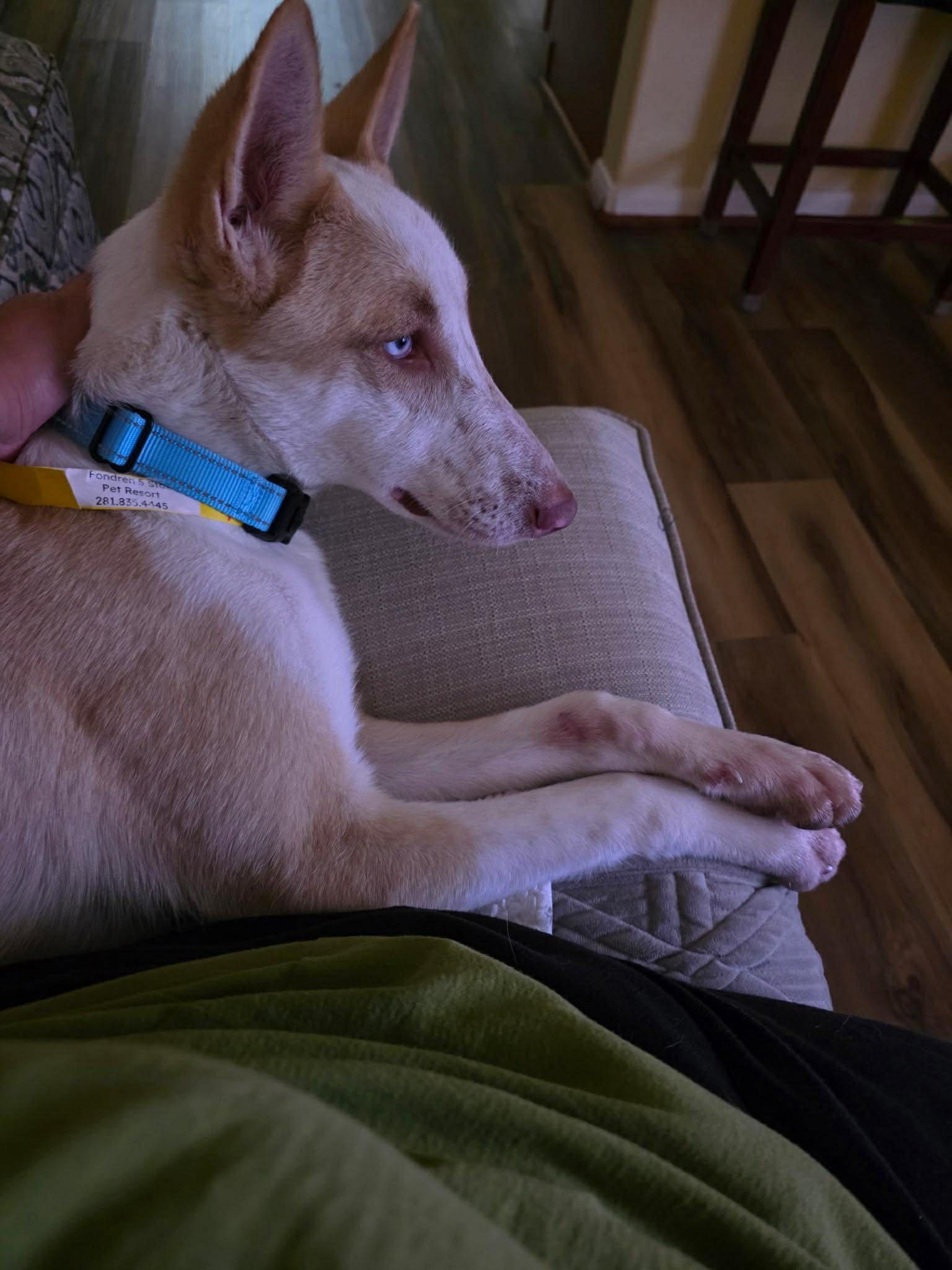 Enlarge Mina, a ADOPTABLE mixed breed in Kankakee, IL image 1/6