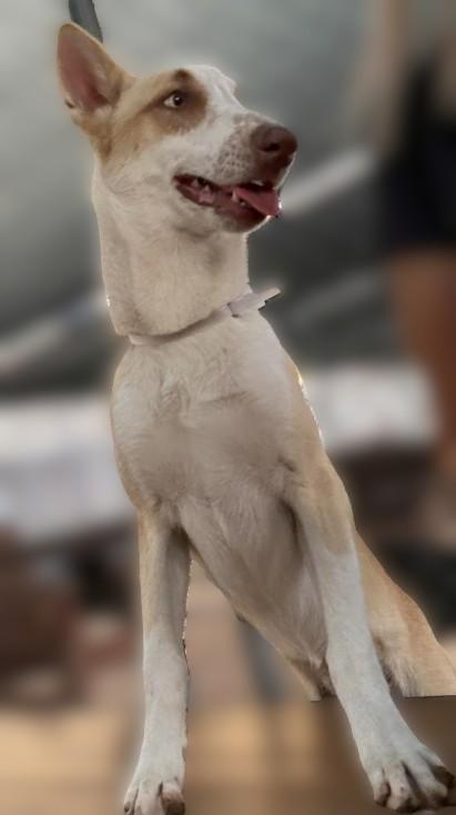 Mina, ADOPTABLE, Young Female Husky & Labrador Retriever.