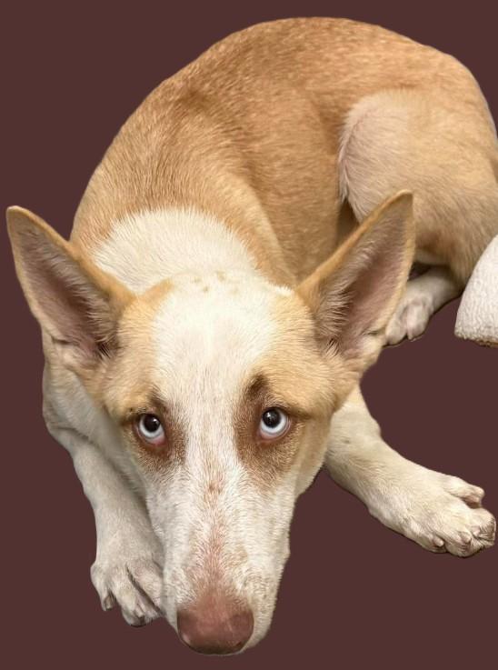 Mina, ADOPTABLE, Young Female Husky & Labrador Retriever.