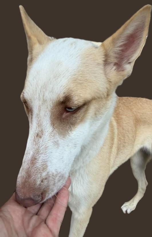 Enlarge Mina, a ADOPTABLE mixed breed in Kankakee, IL image 2/5