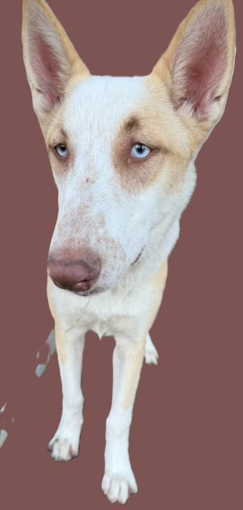 Enlarge Mina, a ADOPTABLE mixed breed in Kankakee, IL image 3/5