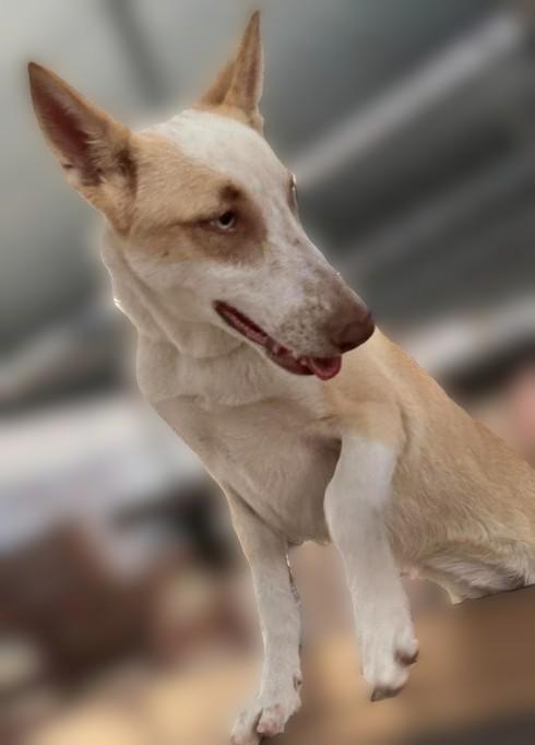 Enlarge Mina, a ADOPTABLE mixed breed in Kankakee, IL image 4/5