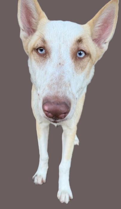 Enlarge Mina, a ADOPTABLE mixed breed in Kankakee, IL image 5/5