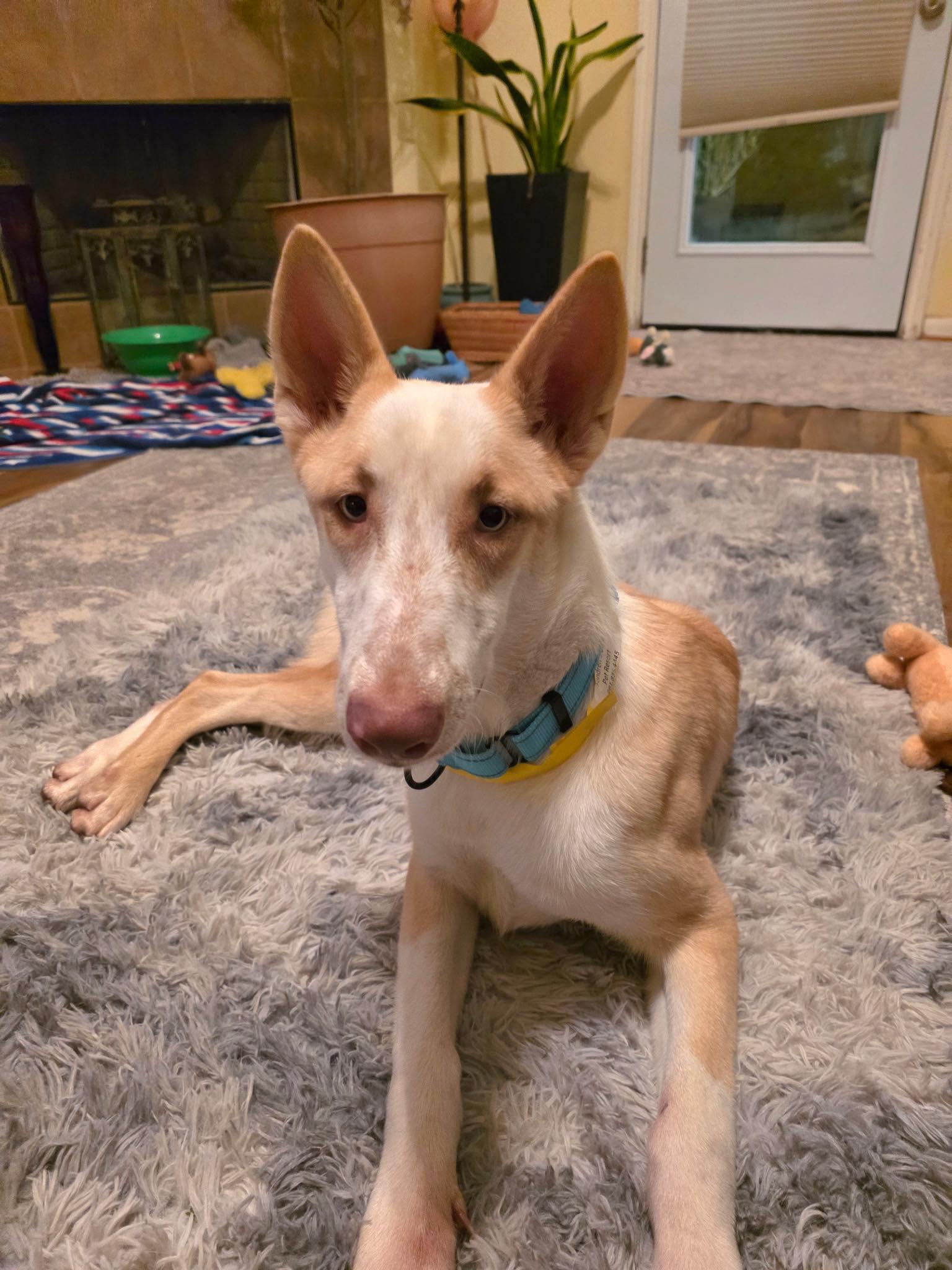 Enlarge Mina, a ADOPTABLE mixed breed in Kankakee, IL image 4/6