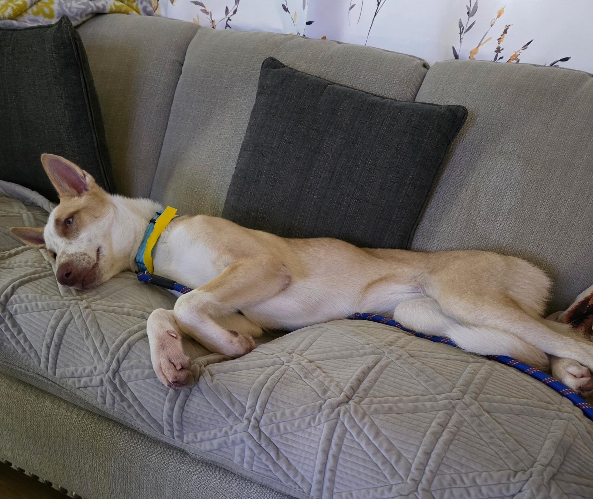 Enlarge Mina, a ADOPTABLE mixed breed in Kankakee, IL image 5/6