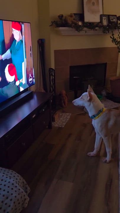 Enlarge Mina, a ADOPTABLE mixed breed in Kankakee, IL video 6/6