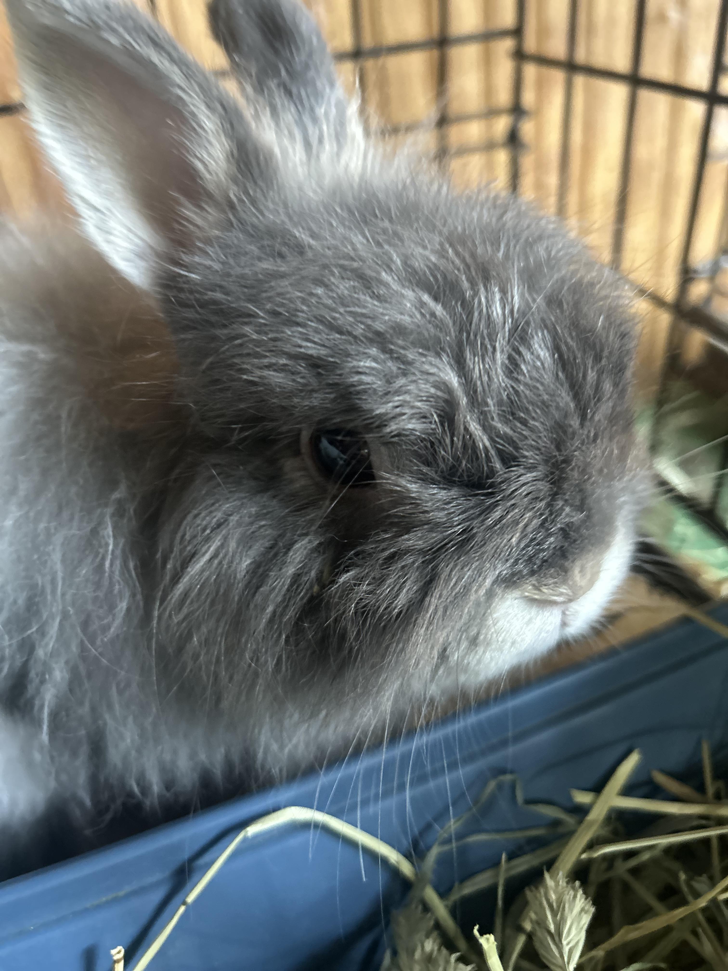 Enlarge Thumper, an adoptable Jersey Wooly in San Antonio, TX image 1/6