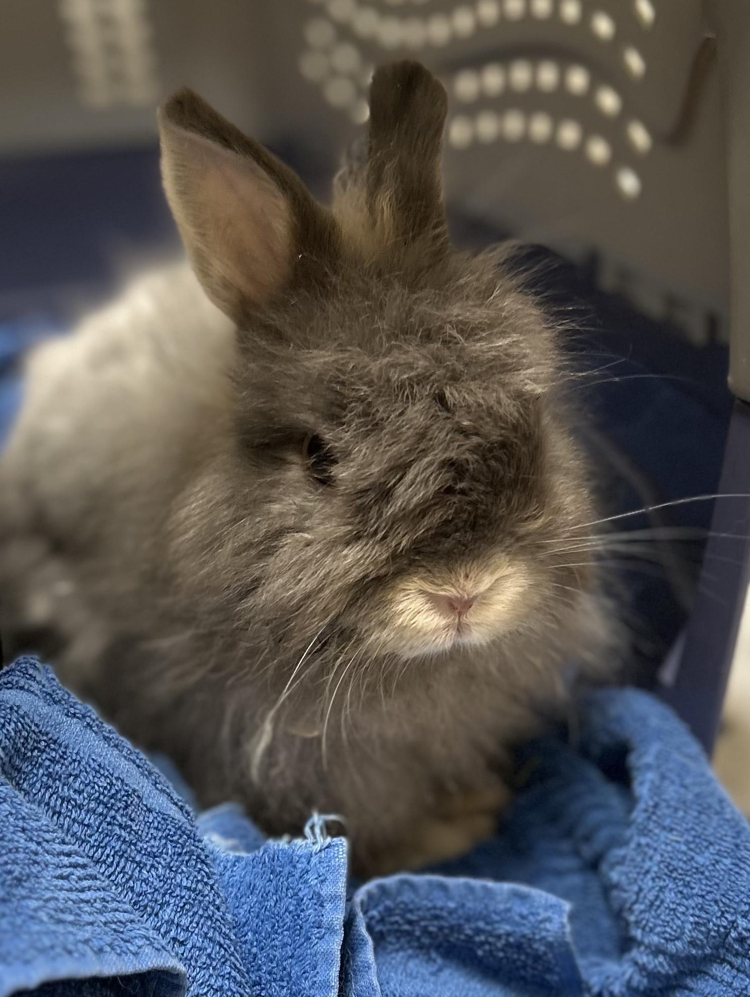 Enlarge Thumper, an adoptable Jersey Wooly in San Antonio, TX image 2/6