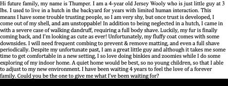 Enlarge Thumper, an adoptable Jersey Wooly in San Antonio, TX image 4/6