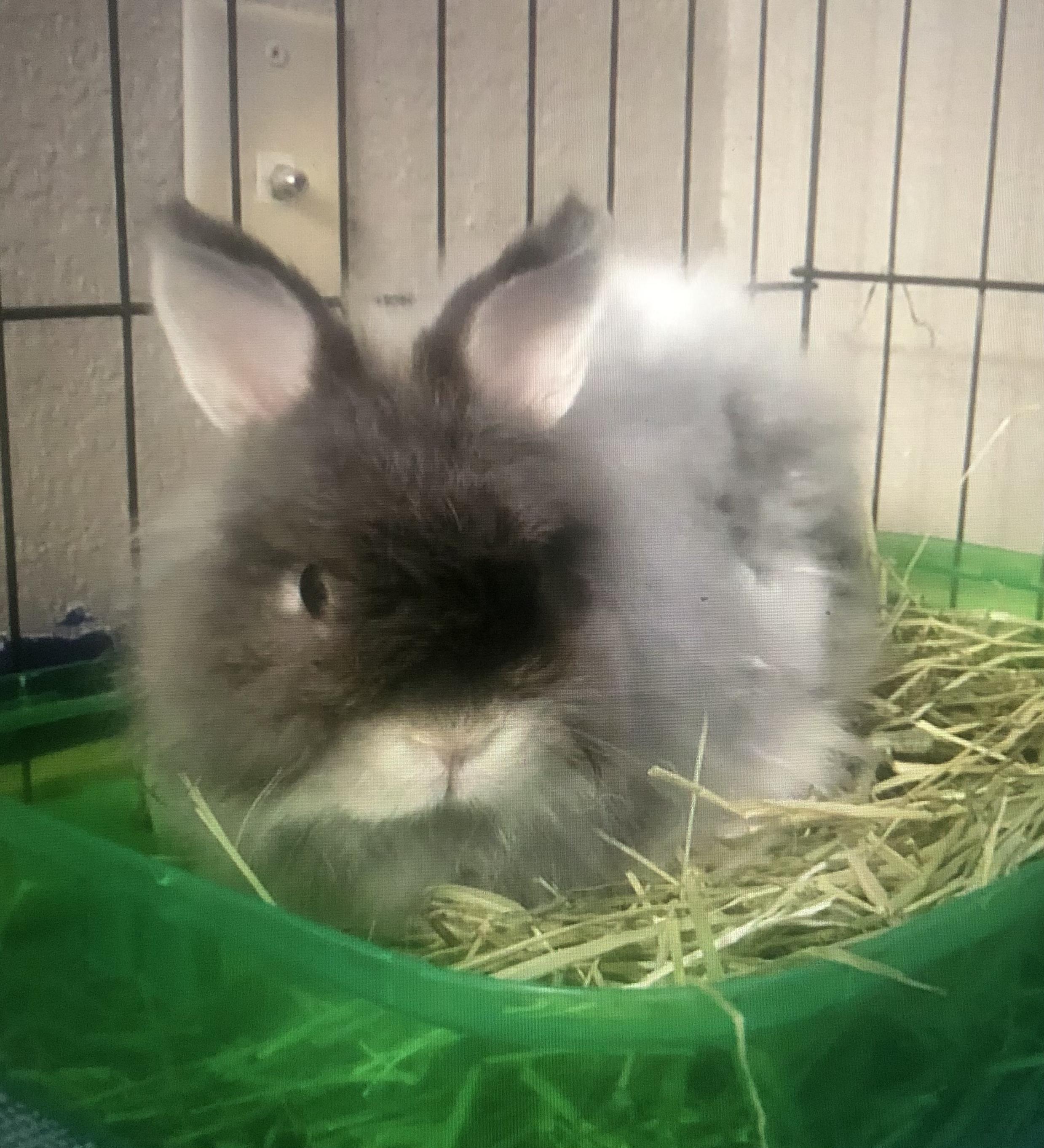 Enlarge Thumper, an adoptable Jersey Wooly in San Antonio, TX image 5/6