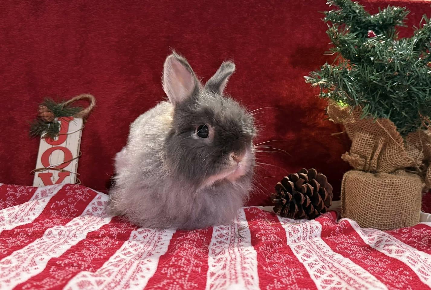 Enlarge Thumper, an adoptable Jersey Wooly in San Antonio, TX image 6/6