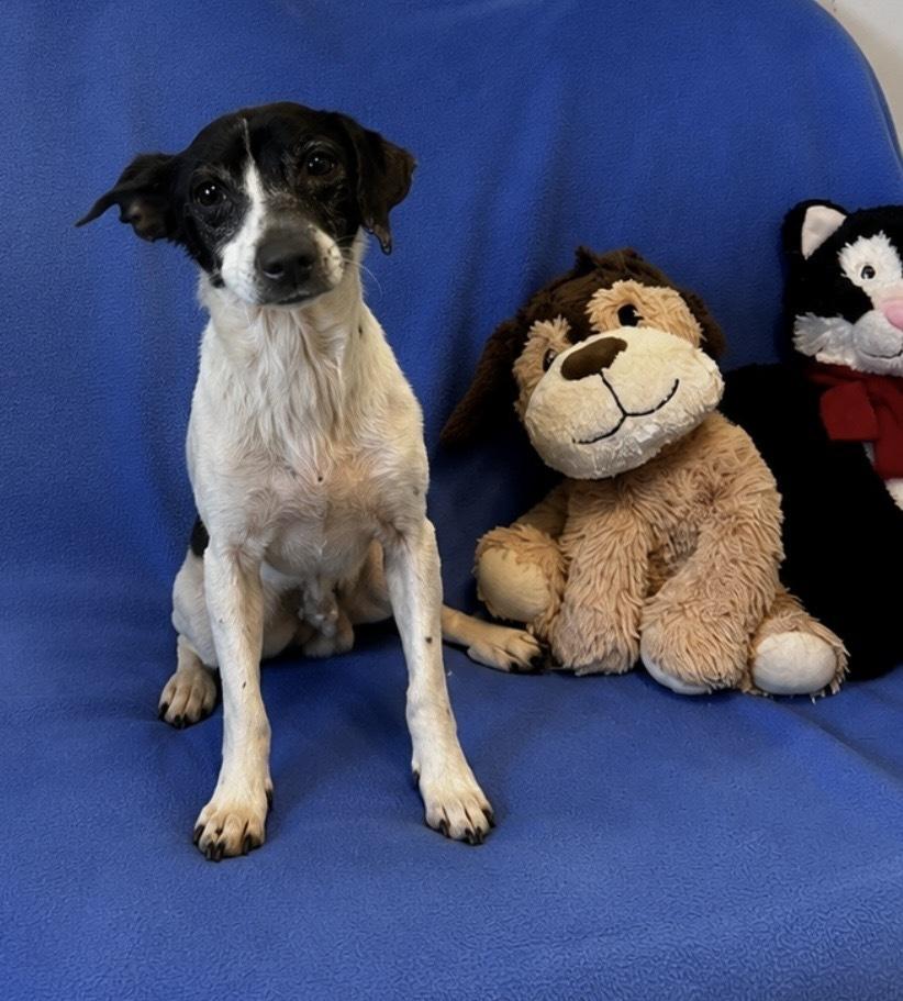 Penne, Adoptable, Adult Male Rat Terrier.