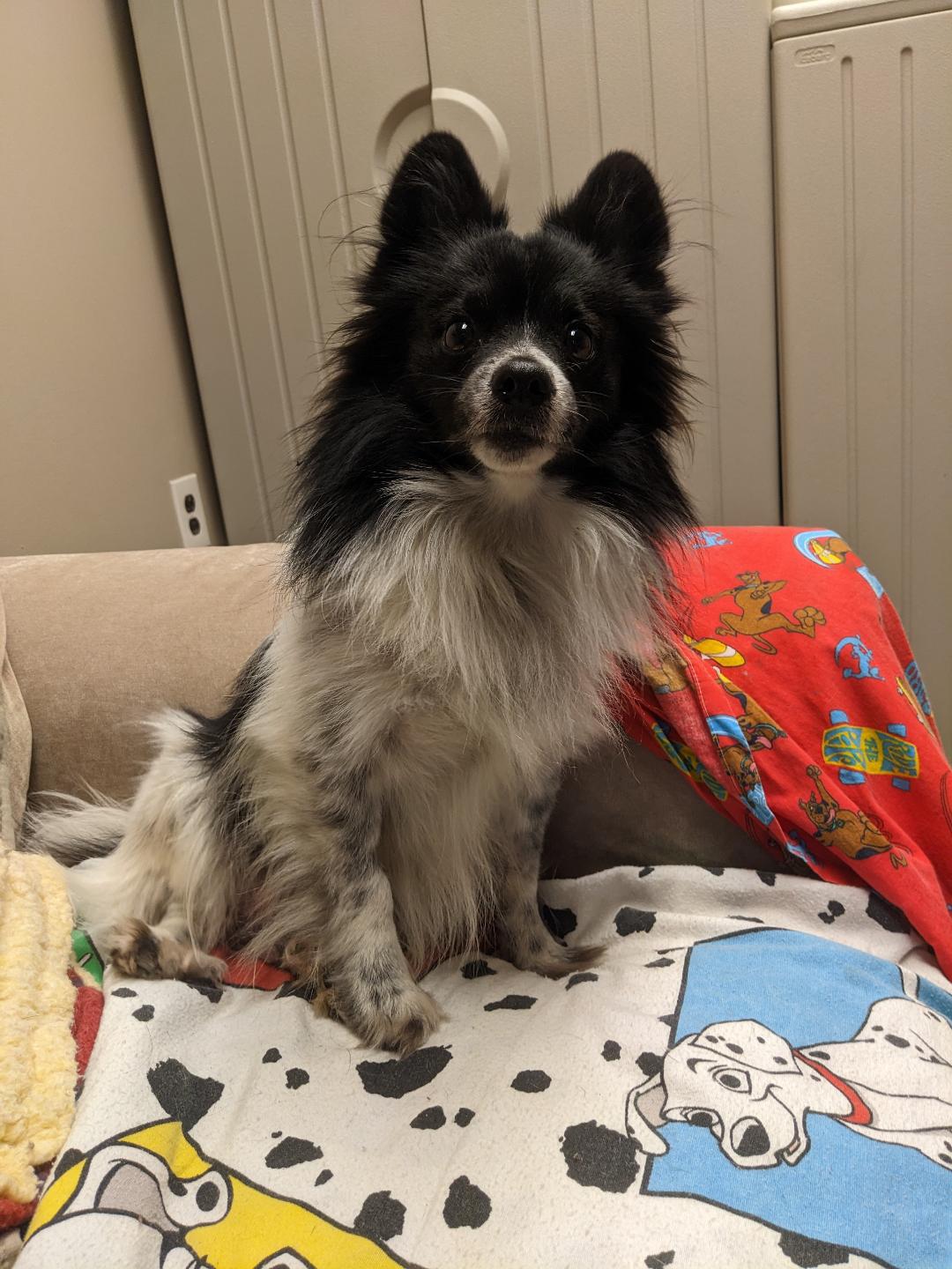 Enlarge Milo, an adopted mixed breed in Port Washington, NY image 2/2