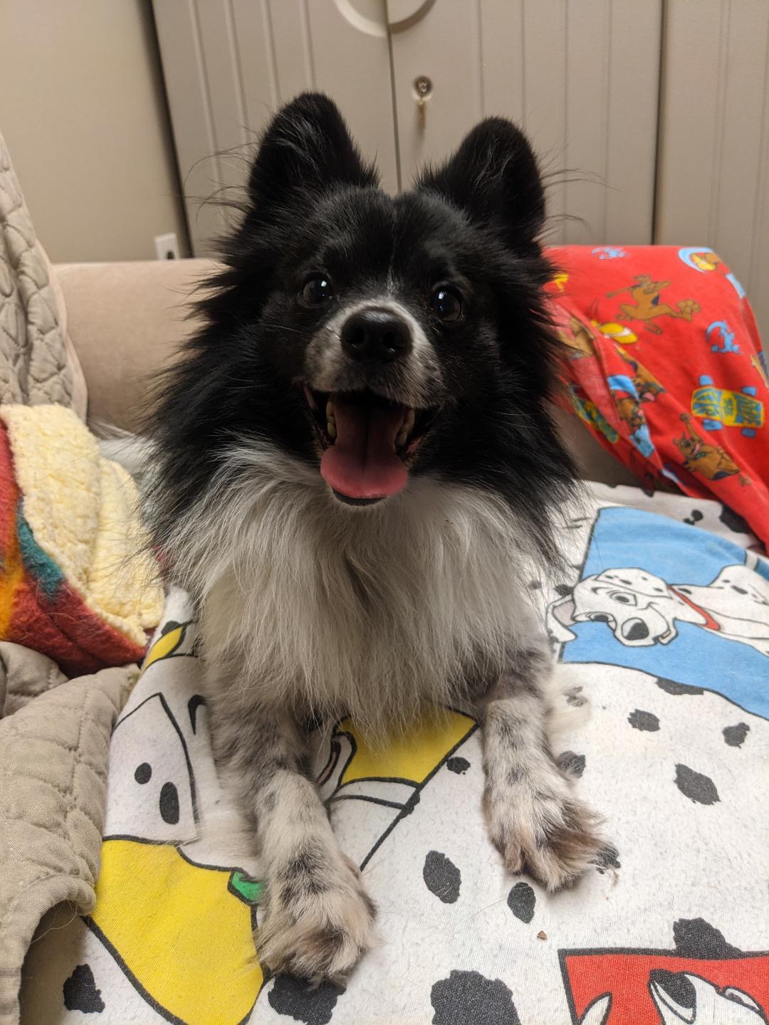 Enlarge Milo, an adopted mixed breed in Port Washington, NY image 1/2