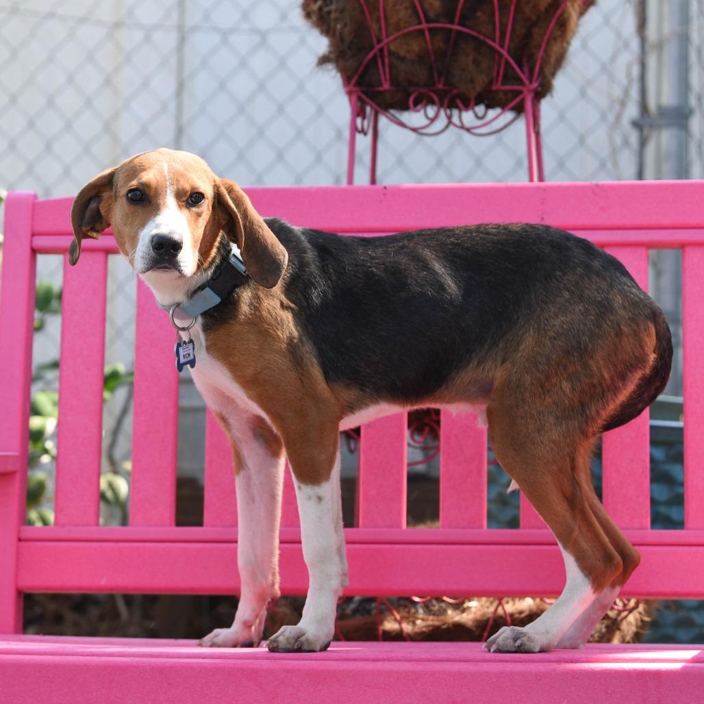 Rion, Adoptable, Adult Male Hound.