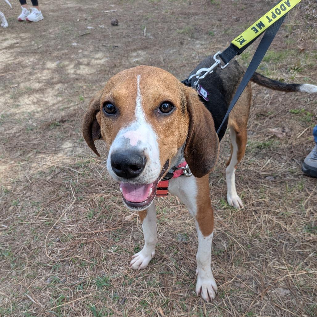 Enlarge Rion, a Adoptable Hound in Wake Forest, NC image 2/6